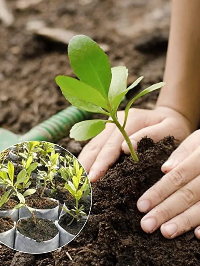 Biodegradable Nonwoven Fabric Nursery Plant Grow Bags Seedling Growing Planter Planting Pots Garden Eco-Friendly Ventilate Bag